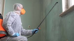 Best Mold Odor Removal Services  in Marble Falls, TX